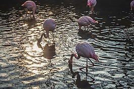 火烈鳥,紅鶴,鳥