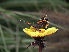 蝴蝶,花,詳細