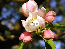 蘋果花,關(guān)閉,春天