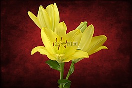 百合,花,開花