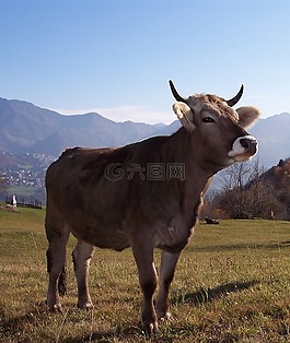 牛,山,普拉托
