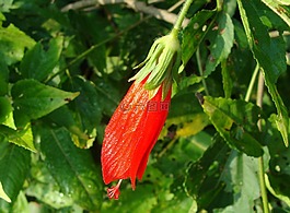 擺式睡眠芙蓉,花,紅色