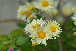 白花花的区域,鲜花,性质