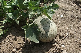 瓜,水果,植物
