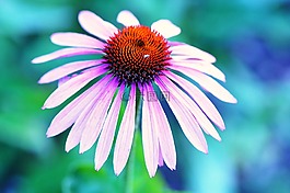 coneflower,紫色金光菊,松果菊