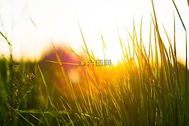 草,綠色,自然