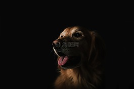狗,動(dòng)物,寵物