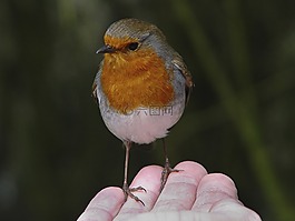 鳥,知更鳥,野生動(dòng)物