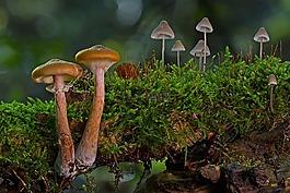 蘑菇组,小蘑菇,海绵