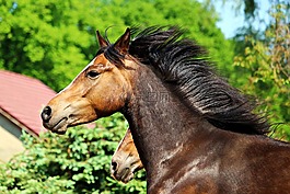 馬,小馬,馬頭