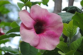 紫色的花區(qū)域,鮮花,性質(zhì)