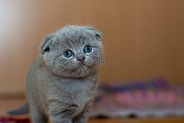 可愛的,動物,貓