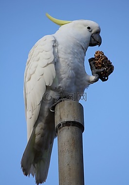 鸚鵡,鳥,自然