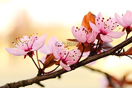 花,性質(zhì),分支