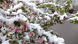 4 月,雪,春天