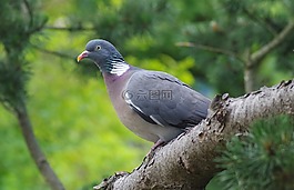 鴿子,花園,鳥