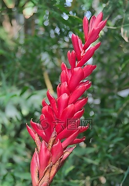 花,植物园,植物群