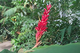 花,植物园,植物群