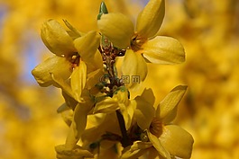 花,黃色,開花