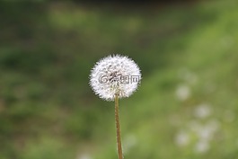 蒲公英,花卉种子,植物