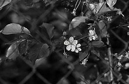 花,籬笆,自然