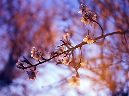 杏仁開花,紫色,日落
