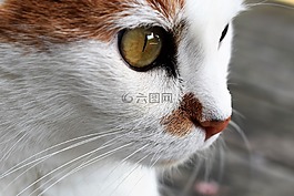貓,動物,關(guān)閉