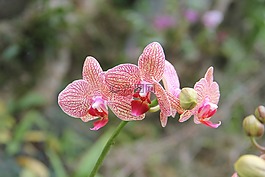 蝴蝶蘭,植物,花卉