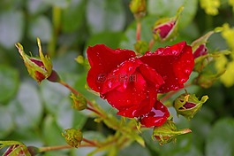 紅玫瑰,玫瑰,開花
