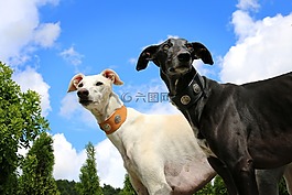 灰狗,拉布拉多,sighthound