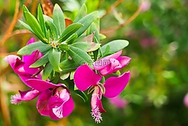 cyrtanthus,花,cyrtantheae