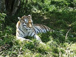 虎,動物,捕食者