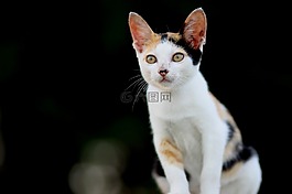 動(dòng)物,貓,特寫