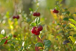 莓果,小紅莓,宏