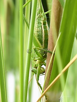 蚱蜢,動(dòng)物,昆蟲