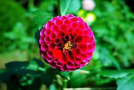 日本,鮮花,日本花卉
