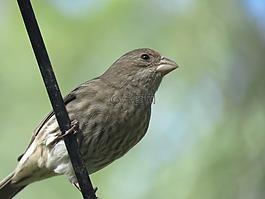 鳥(niǎo),關(guān)閉了,野生動(dòng)物