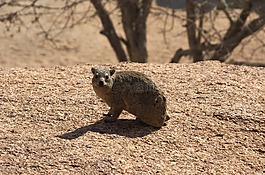 非洲蹄兔,nager,嚙齒動物