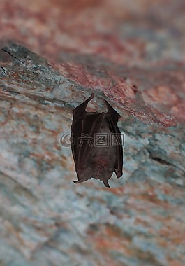 蝙蝠,睡眠,動物