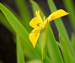 鳶尾花,花,開花
