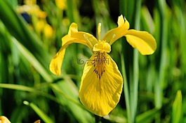鳶尾花,花,開花