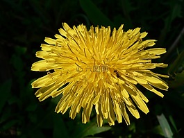 蒲公英,黃色,植物區(qū)系