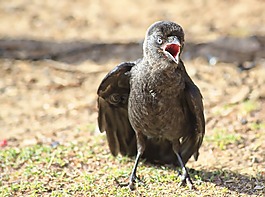 鳥,荷蘭,野生