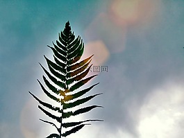 自然,天空,葉