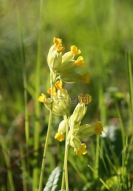 春天,報(bào)春花,鮮花