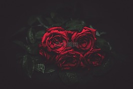 玫瑰,鮮花,夜