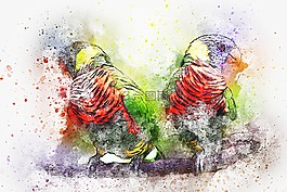 鳥,鸚鵡,羽毛