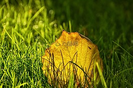 草,性質(zhì),草地