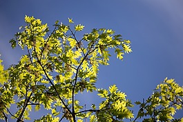 葉子,自然,天空