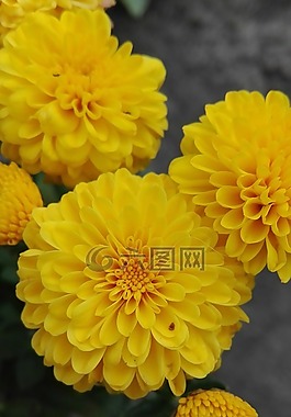 鮮花,性質(zhì),黃色